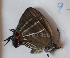  ( - CF-LYC-1535)  @11 [ ] by-nc-sa (2021) C. FAYNEL MNHN, Paris