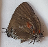  ( - CF-LYC-1536)  @11 [ ] by-nc-sa (2021) C. FAYNEL MNHN, Paris