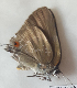  ( - CF-LYC-1563)  @11 [ ] by-nc-sa (2021) C. FAYNEL MNHN, Paris
