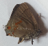  ( - CF-LYC-1576)  @11 [ ] by-nc-sa (2021) C. FAYNEL MNHN, Paris