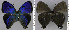  ( - CF-LYC-1578)  @11 [ ] by-nc-sa (2021) C. FAYNEL MNHN, Paris