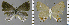  ( - CF-LYC-1598)  @11 [ ] by-nc-sa (2021) C. FAYNEL MNHN, Paris
