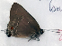  ( - CF-LYC-1626)  @11 [ ] by-nc-sa (2021) C. FAYNEL MNHN, Paris