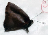  (Brangas insolitus - CF-LYC-1629)  @11 [ ] by-nc-sa (2021) C. FAYNEL MNHN, Paris