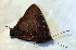  (Brangas silumena - CF-LYC-1693)  @11 [ ] by-nc-sa (2021) C. FAYNEL MNHN, Paris