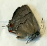  (Nicolaea demilineata - CF-LYC-1694)  @11 [ ] by-nc-sa (2021) C. FAYNEL MNHN, Paris