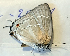  ( - CF-LYC-1704)  @11 [ ] by-nc-sa (2021) C. FAYNEL MNHN, Paris