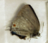 ( - CF-LYC-1720)  @11 [ ] by-nc-sa (2022) C. FAYNEL MNHN, Paris