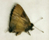  ( - CF-LYC-1738)  @11 [ ] by-nc-sa (2022) C. FAYNEL MNHN, Paris