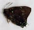  (Brangas carthaea - CF-LYC-1744)  @11 [ ] by-nc-sa (2022) C. FAYNEL MNHN, Paris