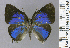  ( - CF-LYC-1761)  @11 [ ] by-nc-sa (2022) C. FAYNEL MNHN, Paris