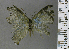  (Lamprospilus nr. nicetus - CF-LYC-1786)  @11 [ ] by-nc-sa (2022) C. FAYNEL MNHN, Paris