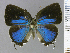  ( - CF-LYC-1796)  @11 [ ] by-nc-sa (2022) C. FAYNEL MNHN, Paris
