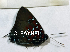  ( - CF-LYC-1815)  @11 [ ] by-nc-sa (2022) C. FAYNEL MNHN, Paris