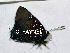  ( - CF-LYC-1817)  @11 [ ] by-nc-sa (2022) C. FAYNEL MNHN, Paris