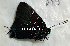  ( - CF-LYC-1851)  @11 [ ] by-nc-sa (2022) C. FAYNEL MNHN, Paris