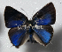  ( - CF-LYC-1901)  @11 [ ] by-nc-sa (2022) C. FAYNEL MNHN, Paris