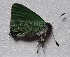  ( - CF-LYC-1908)  @11 [ ] by-nc-sa (2023) C. FAYNEL MNHN, Paris