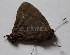  ( - CF-LYC-1913)  @11 [ ] by-nc-sa (2023) C. FAYNEL MNHN, Paris