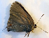  ( - CF-LYC-1936)  @11 [ ] by-nc-sa (2023) C. FAYNEL MNHN, Paris