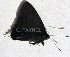  ( - CF-LYC-1940)  @11 [ ] by-nc-sa (2023) C. FAYNEL MNHN, Paris