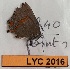  ( - CF-LYC-2016)  @11 [ ] by-nc-sa (2023) MNHN MNHN, Paris
