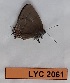  ( - CF-LYC-2061)  @11 [ ] by-nc-sa (2023) MNHN MNHN, Paris