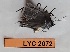  ( - CF-LYC-2072)  @11 [ ] by-nc-sa (2023) MNHN MNHN, Paris