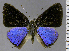  (Calycopis atnius sp. CF2 - CF-LYC-2113)  @11 [ ] by-nc-sa (2025) MNHN MNHN, Paris