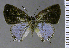  ( - CF-LYC-2128)  @11 [ ] by-nc-sa (2025) MNHN MNHN, Paris