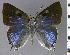  (Thereus cambes - CF-LYC-2134)  @11 [ ] by-nc-sa (2025) MNHN MNHN, Paris