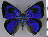  ( - CF-LYC-2136)  @11 [ ] by-nc-sa (2025) MNHN MNHN, Paris