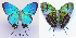  (Evenus coronata - CF-LYC-482)  @13 [ ] CreativeCommons - Attribution Non-Commercial Share-Alike (2014) C. FAYNEL MNHN, Paris