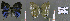 ( - CF-LYC-583)  @12 [ ] CreativeCommons - Attribution Non-Commercial Share-Alike (2015) C. FAYNEL MNHN, Paris