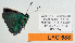  ( - CF-LYC-588)  @12 [ ] CreativeCommons - Attribution Non-Commercial Share-Alike (2015) C. FAYNEL MNHN, Paris