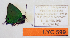  ( - CF-LYC-599)  @12 [ ] CreativeCommons - Attribution Non-Commercial Share-Alike (2015) C. FAYNEL MNHN, Paris