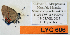  ( - CF-LYC-606)  @12 [ ] CreativeCommons - Attribution Non-Commercial Share-Alike (2015) C. FAYNEL MNHN, Paris