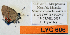  ( - CF-LYC-606)  @11 [ ] CreativeCommons - Attribution Non-Commercial Share-Alike (2019) C. FAYNEL MNHN, Paris