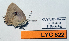  ( - CF-LYC-622)  @12 [ ] CreativeCommons - Attribution Non-Commercial Share-Alike (2015) C. FAYNEL MNHN, Paris