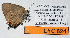  ( - CF-LYC-624)  @13 [ ] CreativeCommons - Attribution Non-Commercial Share-Alike (2015) C. FAYNEL MNHN, Paris