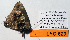  ( - CF-LYC-629)  @12 [ ] CreativeCommons - Attribution Non-Commercial Share-Alike (2015) C. FAYNEL MNHN, Paris