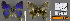  ( - CF-LYC-629)  @11 [ ] CreativeCommons - Attribution Non-Commercial Share-Alike (2019) C. FAYNEL MNHN, Paris
