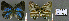  ( - CF-LYC-644)  @12 [ ] CreativeCommons - Attribution Non-Commercial Share-Alike (2015) C. FAYNEL MNHN, Paris