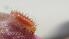  ( - CF-LYC-772)  @11 [ ] CreativeCommons - Attribution Non-Commercial Share-Alike (2017) C. FAYNEL MNHN, Paris
