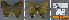  ( - CF-LYC-775)  @11 [ ] CreativeCommons - Attribution Non-Commercial Share-Alike (2019) Unspecified MNHN, Paris
