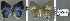  ( - CF-LYC-787)  @11 [ ] CreativeCommons - Attribution Non-Commercial Share-Alike (2017) C. FAYNEL MNHN, Paris