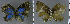  ( - CF-LYC-911)  @11 [ ] CreativeCommons - Attribution Non-Commercial Share-Alike (2018) C. FAYNEL MNHN, Paris