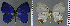  ( - CF-LYC-915)  @12 [ ] CreativeCommons - Attribution Non-Commercial Share-Alike (2018) C. FAYNEL MNHN, Paris