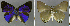  ( - CF-LYC-929)  @11 [ ] CreativeCommons - Attribution Non-Commercial Share-Alike (2018) C. FAYNEL MNHN, Paris
