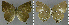  ( - CF-LYC-934)  @11 [ ] CreativeCommons - Attribution Non-Commercial Share-Alike (2018) C. FAYNEL MNHN, Paris
